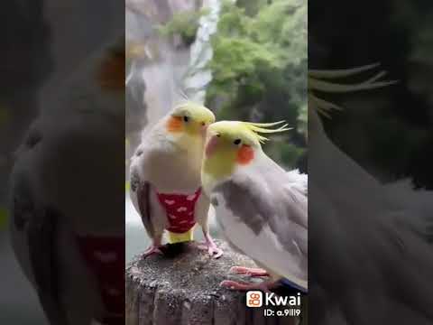 قصيدة جميلة بصوت الأخ عبد الكريم مهيوب