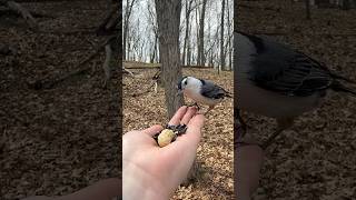 Hand Feeding a White Breasted Nuthatch 🪶💕