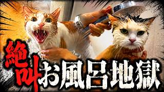 感動？のお風呂動画を１本にまとめてみたら面白すぎた件