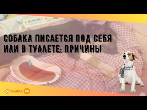 Собака писается под себя или в туалете: причины