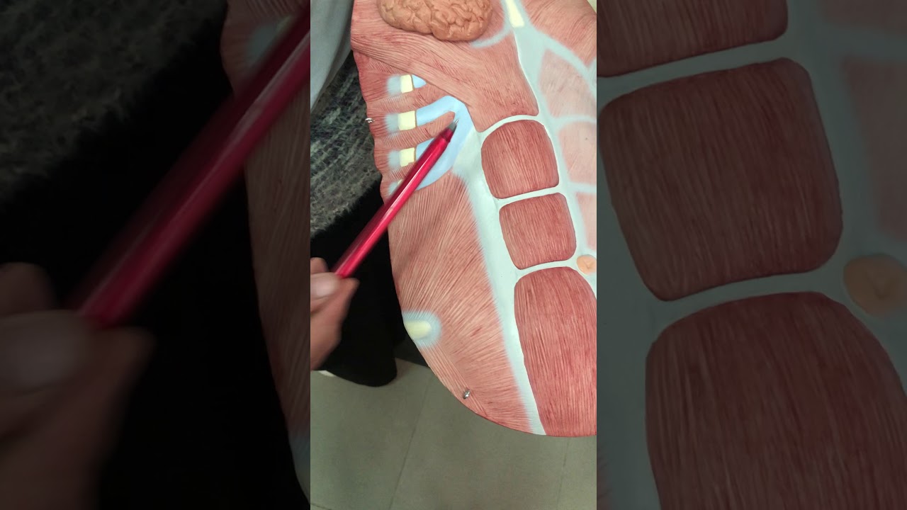 Practical Anatomy Reproductive Module Abdominal Wall Youtube