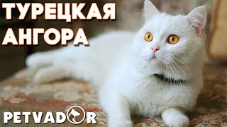 Турецкая ангора кошка - описание породы. Уход и содержание породы кошек.