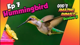 Fascinating Facts About Hummingbirds for Kids | God's Amazing Animals (S3 Ep7)