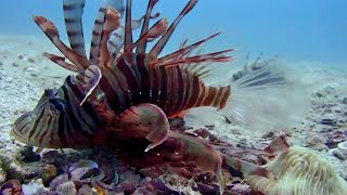 Artificial reefs, seahorses and community festivals - Marine Conservation project