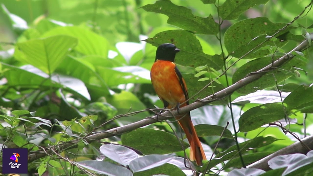 Orange Minivet Male Birds: Fascinating Behavior Revealed | Birdwatching Delight