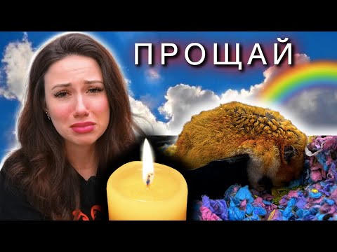 Видео: Кто-нибудь умер от хомяка?