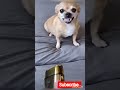 My Dog is smarter than chihuahua and husky 😎😄#Cute Animals 🐶#subscribe ❤ #like 👍🏻#share😘