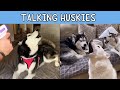 Husky Talking | TikTok Compilation clean
