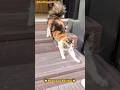 Prenses Feriha #turkishcat #sokakkedileri #catvideos #catshorts #streetcats #cats #kedi