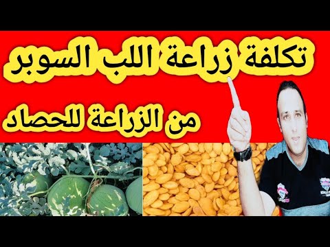 تكلفة زراعة فدان اللب السوبر من الزراعة حتي الحصاد بالتفصيل