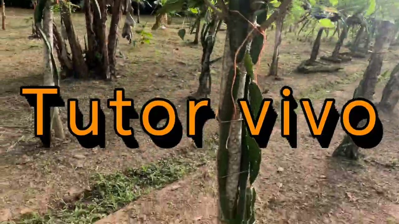 Quemadura solar en Pitahaya.