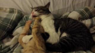 Cat clean and play