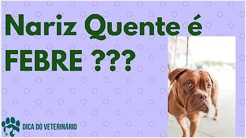 O que significa quando o nariz do cachorro está quente?