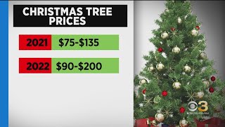 Cost of Christmas trees going up