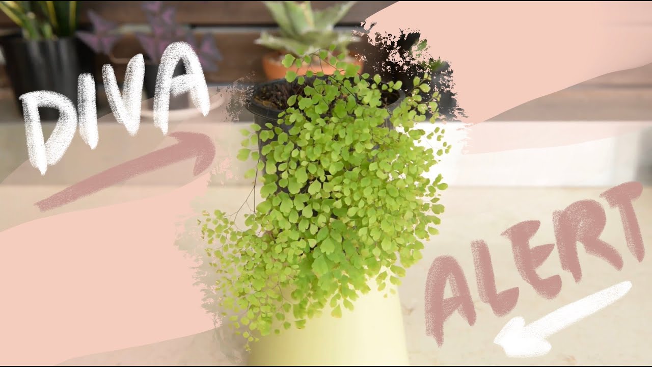 How To Revive Your Maidenhair Fern