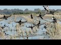 Ördek Avı Göç Denk Getirdik / A MALLARD HUNT OF A LIFETIME! (MY BEST DUCK HUNT EVER)