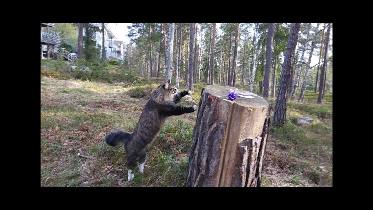 Roaming around. Norwegian forest cat. YouTube