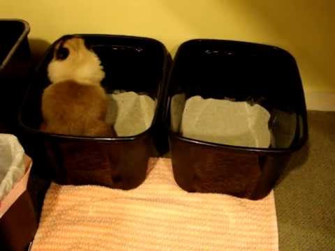 Ragdoll Cat Using Litter Box Made From Storage Container ラグドール Floppycats Cat Cats Ragdollcat