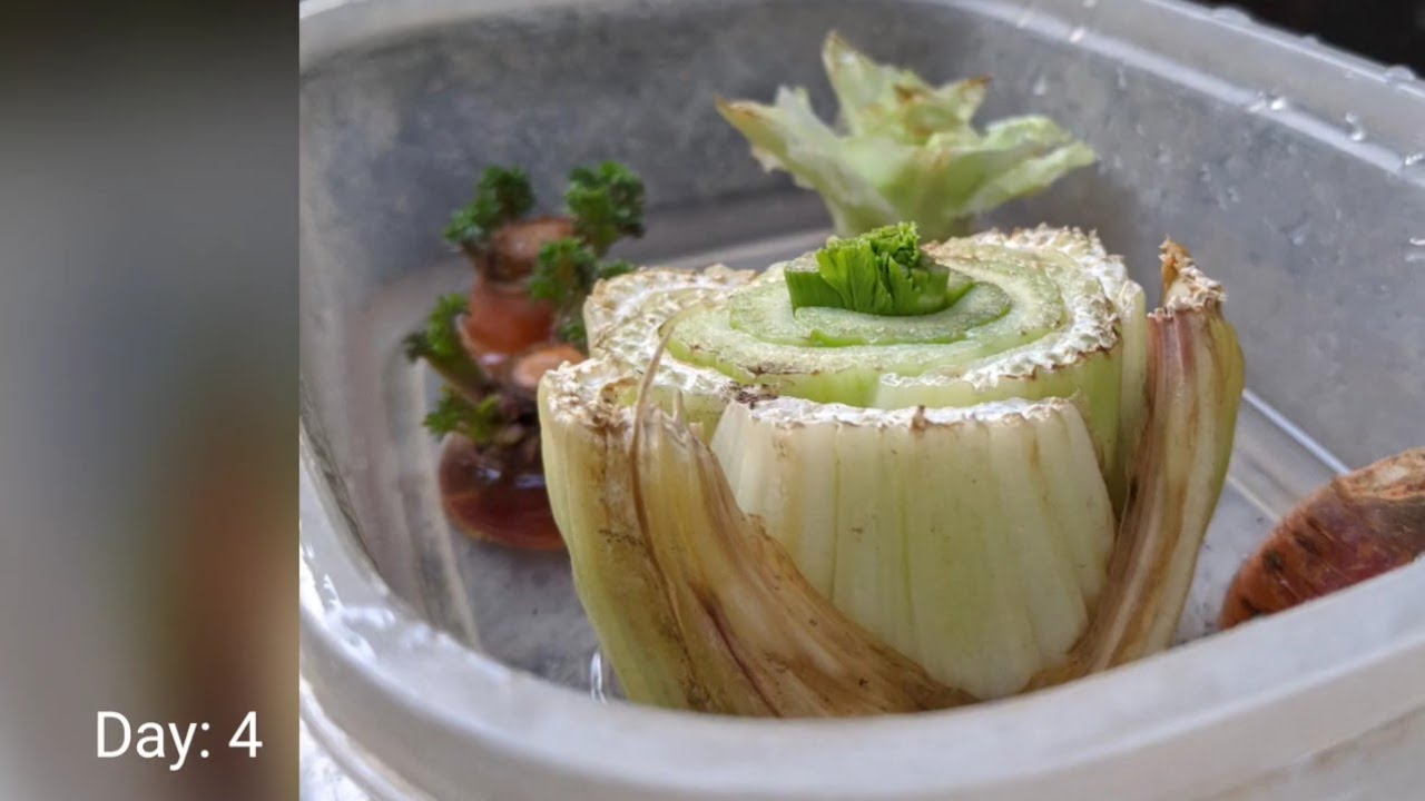 Regrowing store bought celery - YouTube