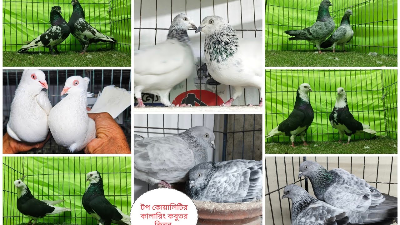 টপ কোয়ালিটি কবুতর কিনুন গররা সিলভার বে-জি গলা জাকগলা মুসালদম কবুতর কিনুন 