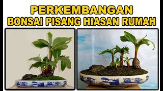 The Development of Banana Gardens in Pots (Banana Bonsai for Home Decoration)