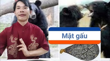 Sự Thật Mật Gấu - Công Dụng Của Mật Gấu - mat gau - thầy lộc tiên sinh