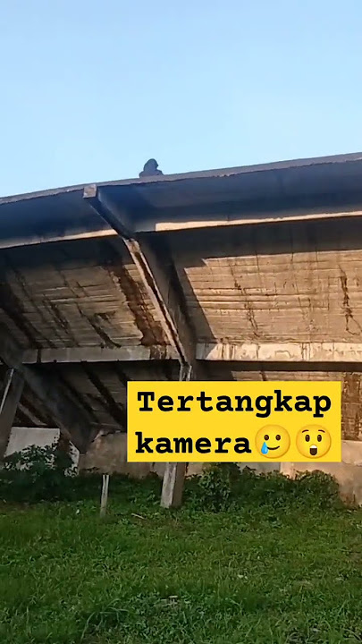 bercocok tanam || Tertangkap menanam di alam Terbuka 😲😰