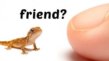 The Journey of Bonding With a Baby Lizard