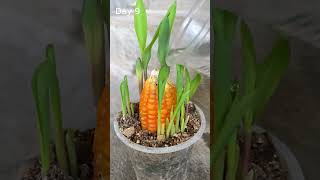 Germination of corn kernels - 18 days time lapse #shorts #timelapse