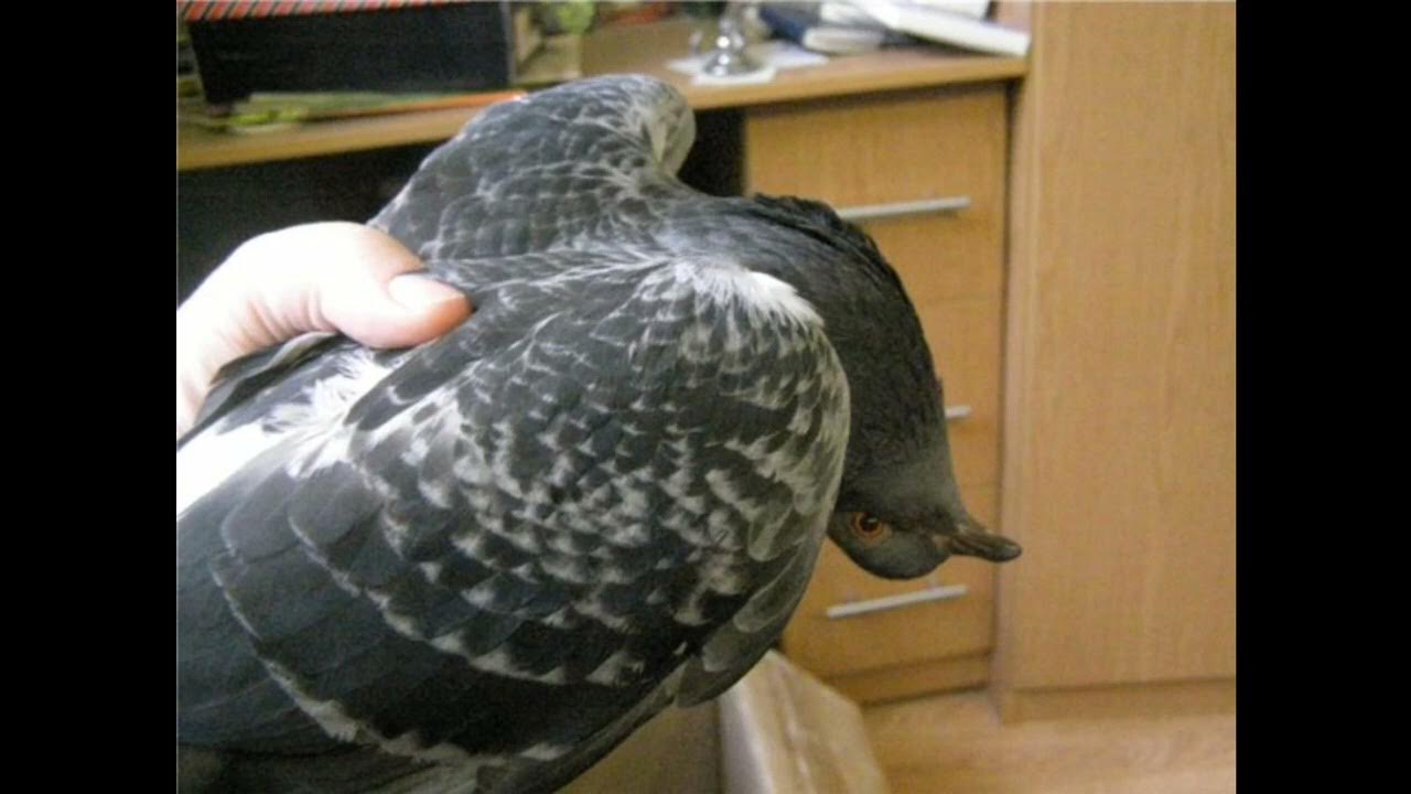 Болезнь ньюкасла (вертячка). Чем лечить вертячку у голубей. Чем лечить вертячку у голубей. Болезнь ньюкасла (вертячка). Ньюкасл вертячка голубей.