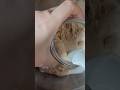 부드러운100%통밀빵: wholewheat sourdough bread #사워도우 #bread