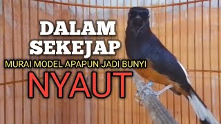 MURAI BATU GACOR Ampuh buat PANCINGAN MURAI biar lawan EMOSI jadi Bunyi NYAUT BONGKAR MATERI ISIAN 