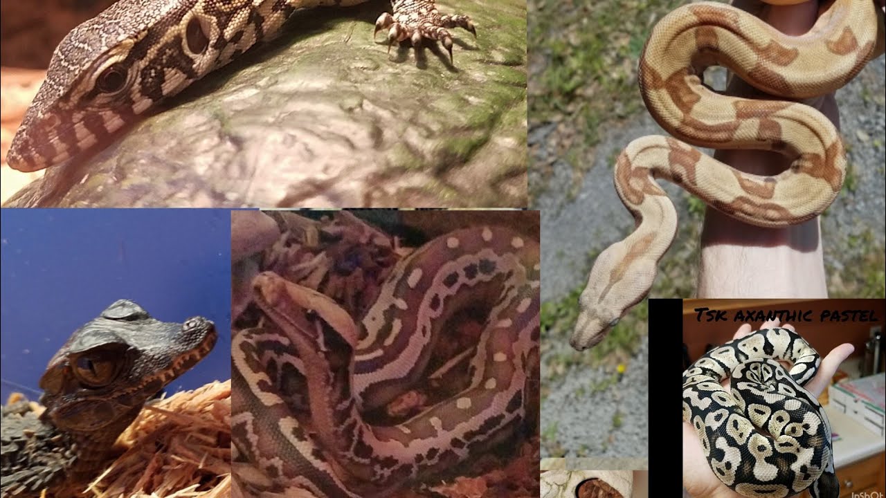 camera iphone 8 plus apk Most of my reptiles