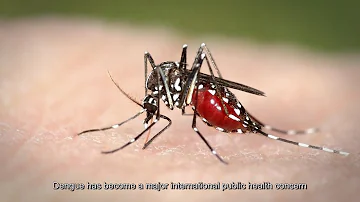 How does a dengue mosquito bite look like?