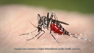 Dengue - Know the Signs