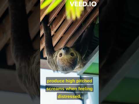 Sloths High-Pitched Screams