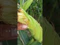 Signs That Sweet Corn Is Ready to Harvest | Easy Farming Guide #Shorts