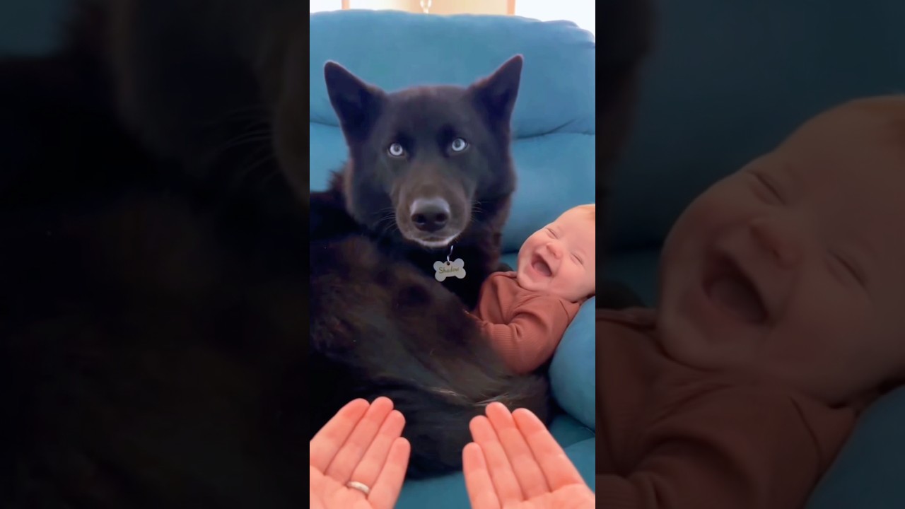 funny dogs 🐶 and cats 🐈😂😹