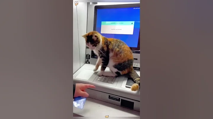 Video 10910261: cats funnycats catlover, funnycats usa cat, cats catlover funny