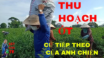 THU HOẠCH ỚT CỬ TIẾP THEO CỦA ANH CHIẾN