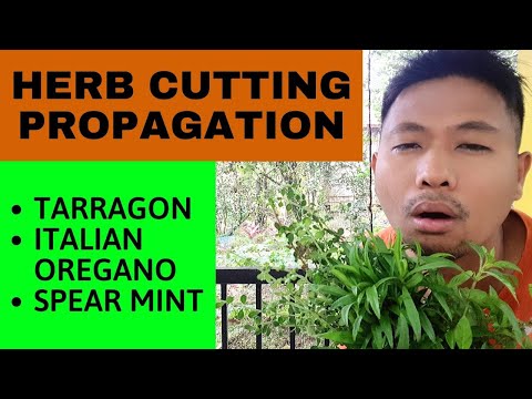 Video: Mexican Tarragon Plants - Mga Tip Sa Pagtatanim ng Mexican Tarragon Herbs