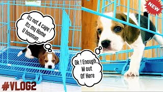 Puppy Reacts to New Home / Cage / Crate , Is it Happy ? How to use it ? Beagle  Video 2