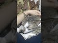 Soft massage from this cute cat 
