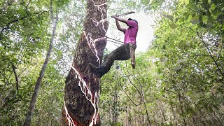 How They Harvest Fresh Chewing Gum From Local Trees