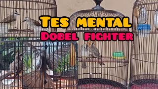 tes mental burung trucukan | Doble fighter
