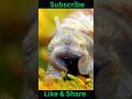 "Zombie Snails, Regrowth & More: Fascinating Facts About Snails 🐌🧠💚 |
