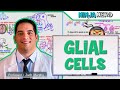 Neurology | Glial Cells: Astrocytes, Oligodendrocytes, Schwann Cells, Ependymal Cells, Microglia