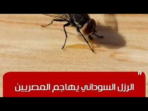 احذروا الذباب المنتشر بكثرة في مصر يحمل عدوى من السودان يسبب امراض خطيرة وكيفية التعامل معه