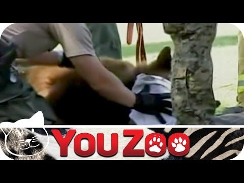 Bären und Menschen betäuben - Die Unterschiede │YouZoo