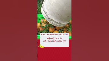 Những "biệt đội leo cây" kiếm tiền triệu ngày Tết #shorts